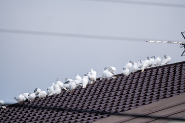 Stado białych gołębi siedzących na dachu domu. Gołąb