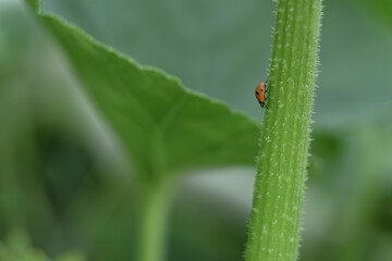 little ladybug crawling on the stem
