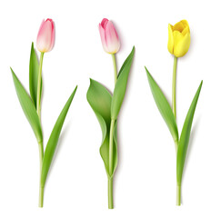 Set of decorative pink and yellow tulip with green leaves isolated on white. Vector illustration. Realistic beautiful flower for Mother's day or spring holiday decoration.