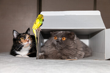 A British cat in a box and a tricolor cat lying next to them look at a parrot sitting on a box. Close-up. Friendship of animals.