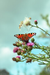 butterfly on a flower. A butterfly sits on a thistle flower. butterfly on a thistle flower. butterfly on thistle flower on sky background.