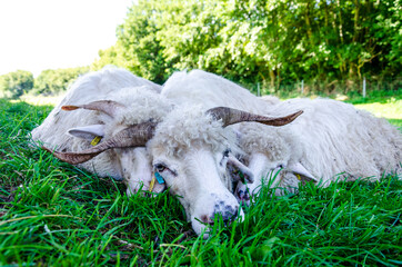 Group of sheep resting in the shade of a tree
