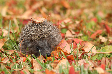 hedgehog in the grass with autumn leaves. place for text