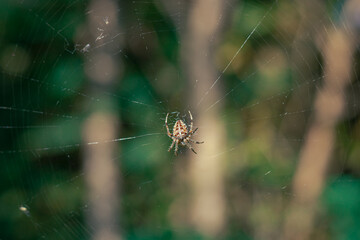 spider in the center of the web on a background of trees. spider on the web. close up of a spider in the center of the web.