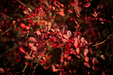 Kolory jerzębiny i berberysa późną jesienią. Krzewy w kolorach winach. - obrazy, fototapety, plakaty