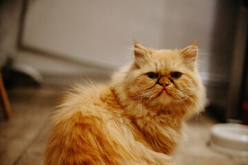 piękny rudy kot perski pers