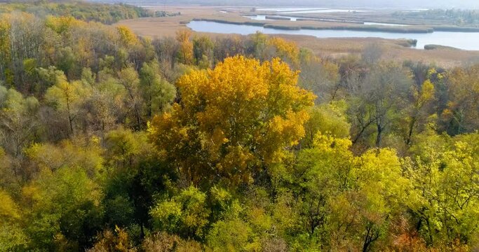 Scenic aerial view of autumn yellow-red forest on the river bank