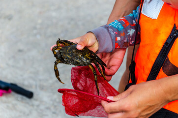 Caught crab in the hands of a child
