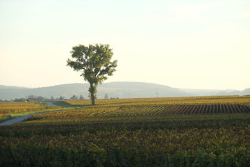 The landscape of Burgundy during a sunny day of autumn. the 17th October 2021, France.