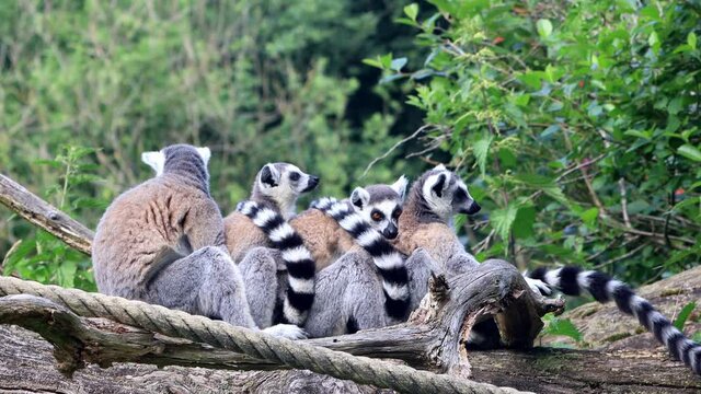 Lemur Cattas In A Group Together on felled tree
