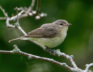 Warbling Vireo Perched on a Branch