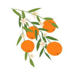 Branch with orange and flowers isolated on white background. Flat design for poster or t-shirt. Hand drawn vector illustration