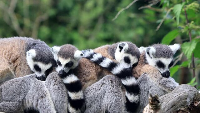 lemur cattas cuddling close up
