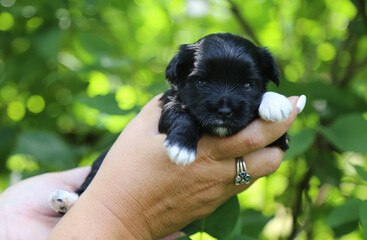 The little black puppy lies in the palms.