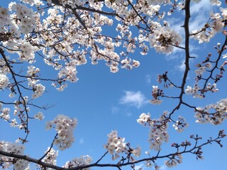cherry blossom in spring