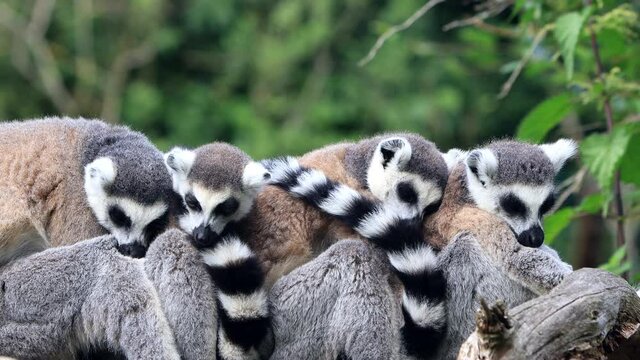 lemur cattas cuddling close up
