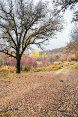 Otoño en el Cañón del rio Dulce. Guadalajara. España. Europa.