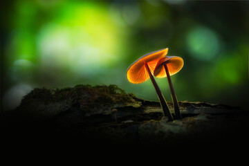 mushroom in the forest