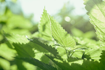 green nettle leaves close up. green leaf close up. macro nettles. wild nature
