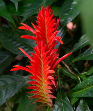 Alpinia purpurata K.Schum., platanillo, en una especie faner&oacute;gama de la familia Zingiberaceae, y es nativa de Malasia; y se halla naturalizada mundialmente, como en Colombia en el departamento de Cund