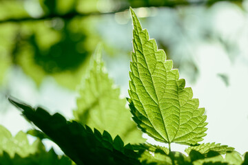 leaves. green nettle leaves close up. green leaf close up. macro nettles. wild nature