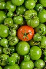 Green tomatoes of different sizes, in the center a red tomato.