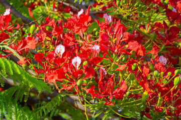 Flamboyant colorful flowers in fine detail with selective focus and depth of field blur