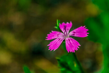 beautiful purple flower on a blurred background 