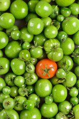 Green tomatoes of different sizes, in the center a red tomato.