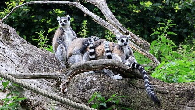 Lemur Cattas sitting on a old felled tree
