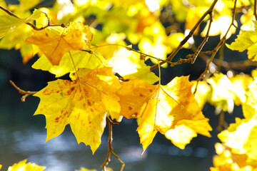 yellow autumn leaves