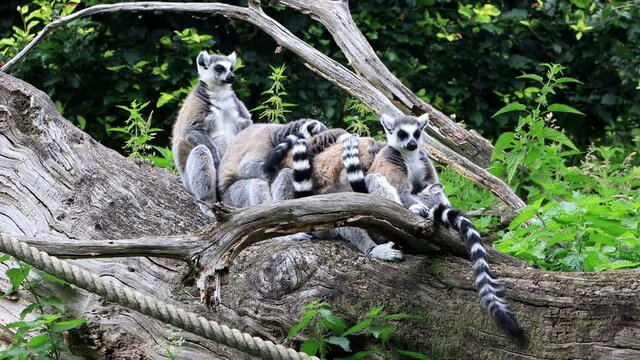 Lemur Cattas sitting on a old felled tree
