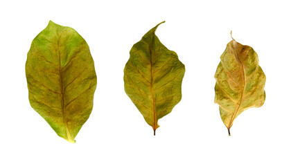 Leaves of coffee plant isolated on white background