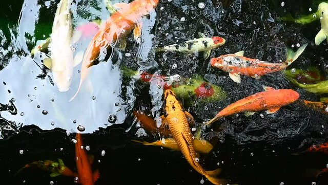 Slow motion of Koi fish or carp fish swimming in pond. It golden red orange and yellow of body koi fish. The surface ripples while the carp fish swim in the pond.