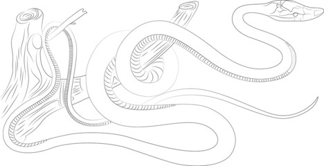 hand drawn sketch of a snake , Tattoo design, animal logo design, snake line art, minimalist logo, 