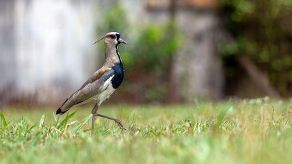 The Southern Lapwing also know the Quero-Quero strolling on the lawn near their nest. Species Vanellus chilensis. National bird of Uruguay. Birdwatching. Animal lover. Black chest. red eyes