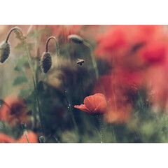 Poppy Field © malgo_walko