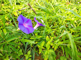 Japanese morning glory (scientific name: Ipomoea nil) Purple flowers bloom in their natural...