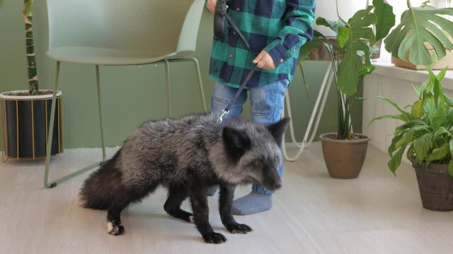 A child and his pet fox, portrait. Wild tamed animal indoor, house, room. Love and friendship, care for the animal. Friends together. the boy is going for a walk with his fox