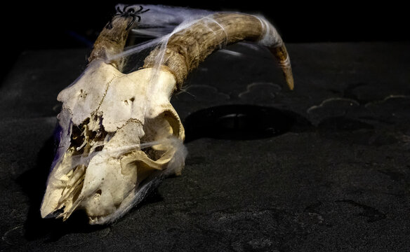 Goat scull with horns entangled with cobwebs and black spider on it on a dark background