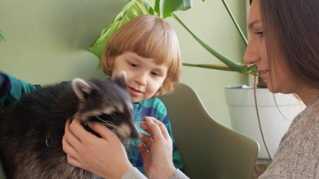 The child plays with a domestic raccoon. Exotic animal indoor, house, room. Wild tamed raccoot at home. Animal care. friendship, love. boy strokes a raccoon