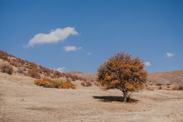 lonely beautiful tree on a deserted prairie against the background of blue sky and clouds