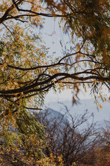 Obraz premium beautiful tree with yellow leaves in autumn