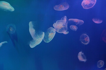 Landscape of an aquarium with sea creatures.