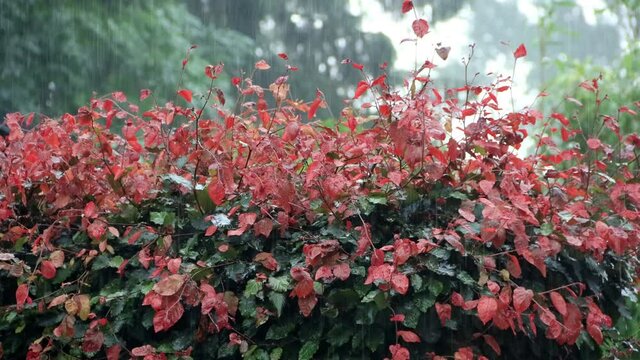 strong rain on beech hedge Fagus sylvatica 
