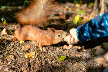 The squirrel takes a walnut from a child's hand. Animal-kindness concept. Feeding wild squirrels