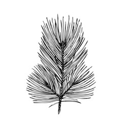 Pine branch, sketch, black outline isolated on white background, stock illustration for design and decor