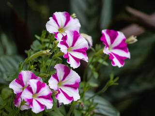 petunia growing in cashpo in a garden - 464839683