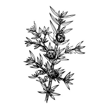 Juniper with berries, sketch, black outline isolated on white background, stock illustration for design and decor