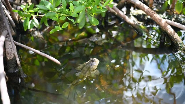 Group of Mudskipper or Amphibious fish  while swiming on surface water live in the mangroves.